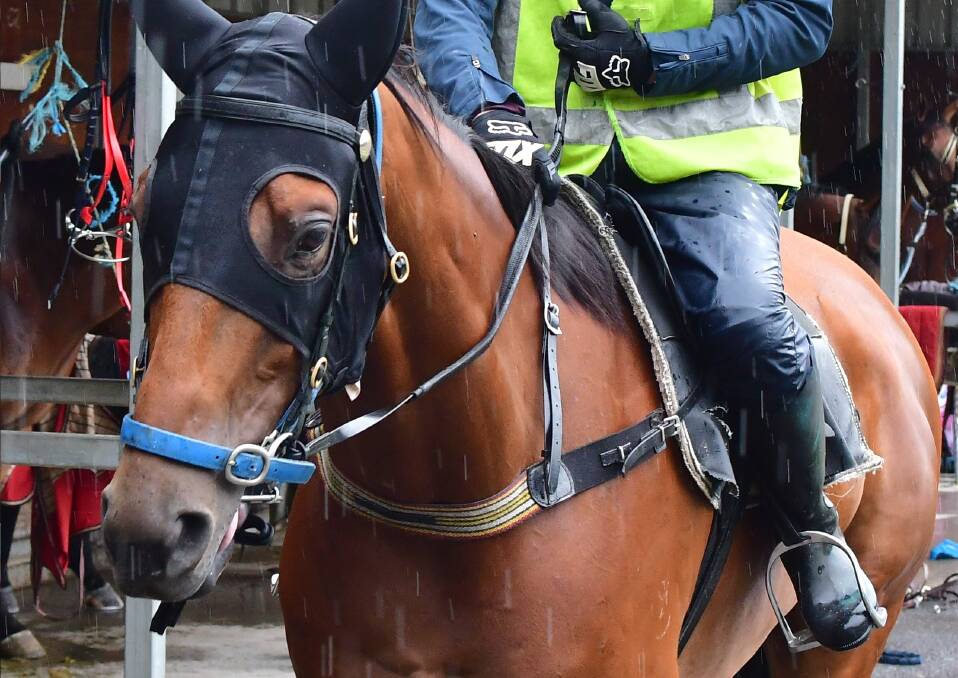NOT TO BE: A knee injury for El Mo has ruled him out of The Kosciuszko. Photo: ALEXANDER GRANT