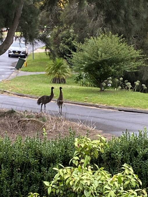 Tragic end for runaway emus that went for a stroll in town