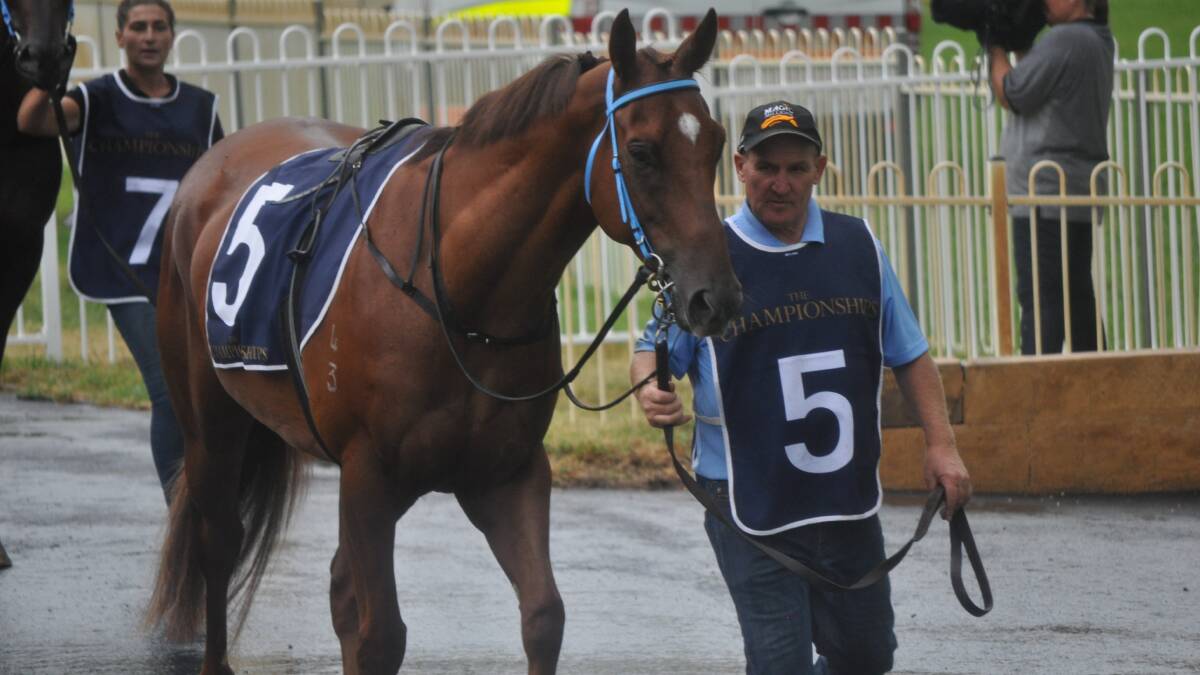 BACK AGAIN: After just missing out in his heat, Ori On Fire will contest Sunday's Country Championships Wild Card event. Photo: NICK MCGRATH