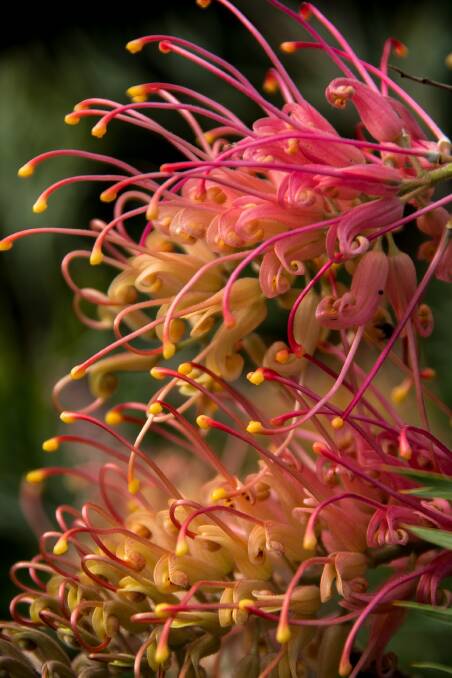 There are so many colourful native Autralian flora you could include in your Christmas wreath, such as the grevillea. Picture supplied