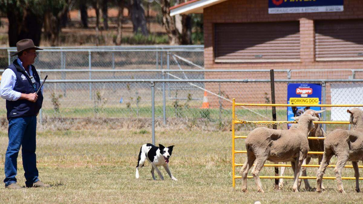 Sheep dog trials at Geurie. File Picture