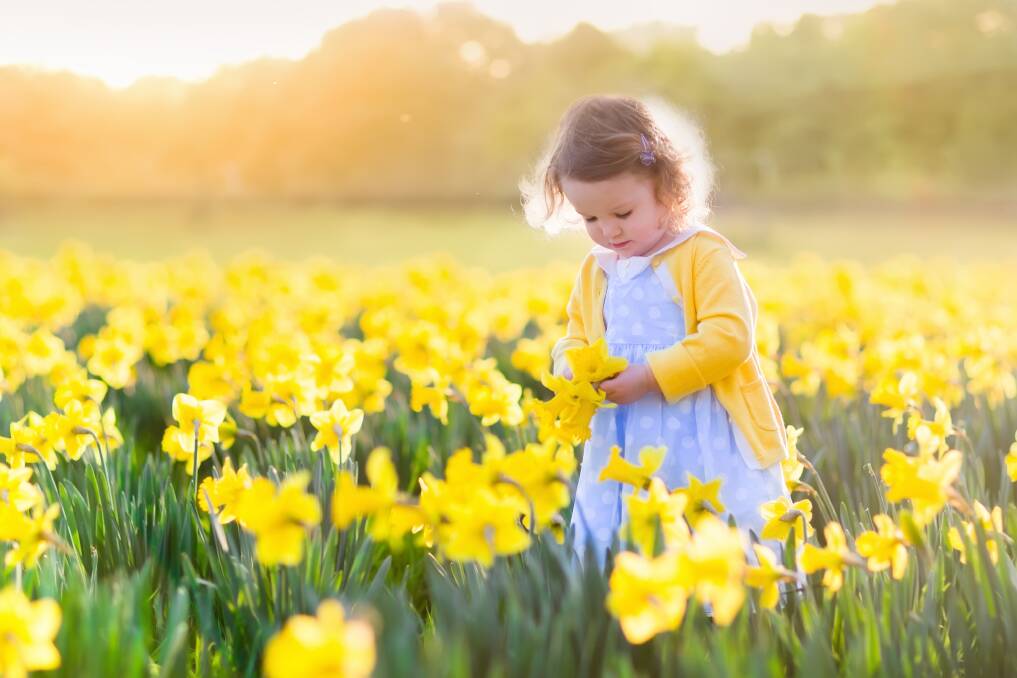 HOPE: The daffodil is one of the first flowers of spring. For many affected by cancer, the daffodil represents hope for a cancer-free future.