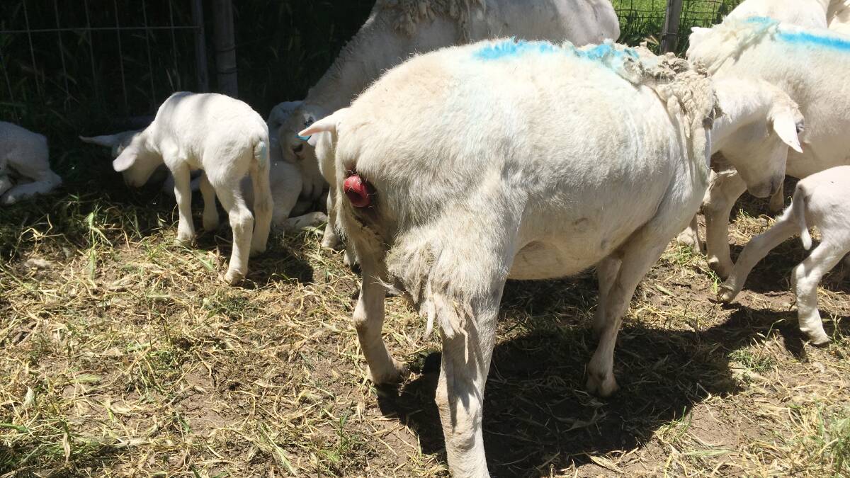 GUIDE: This ewe's tail was docked far too short, predisposing to rectal prolapse. Photo: supplied.