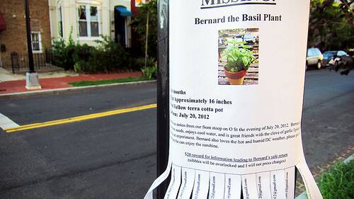 Letters to the editor | Stolen plants, Council ‘thank you’