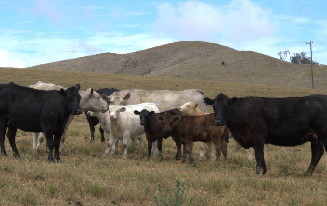 With strong cattle prices, losing calves due to Pestivirus can be costly. Photo: Brett Littler