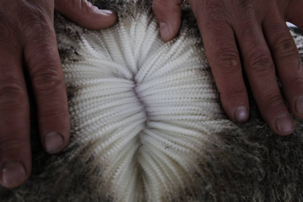 TOP CLIP: Both the Mumblebone stud and commercial flocks average 19 micron and are achieving a wool cut of three to four kilograms per head at their six-monthly shearing.