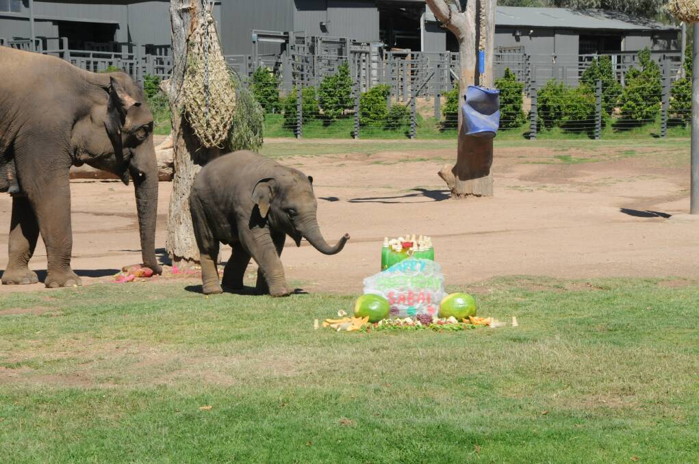Sabai's first birthday in pictures. Photos: JENNIFER HOAR