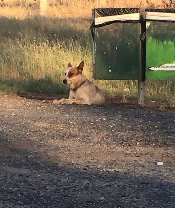 HOPE: The red stumpy-tailed cattle dog bitch is thought to be about two years old. Her plight has been shared on social media, capturing hearts across the region. Photo: WARRUMBUNGLE WILDFLIFE SHELTER FACEBOOK