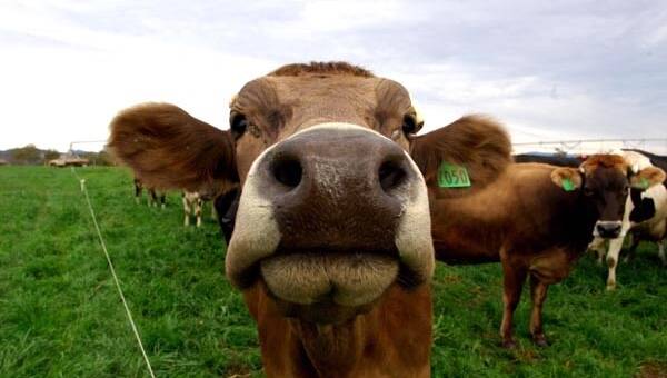 No Bull: Providing advice to dairy farmers across NSW.