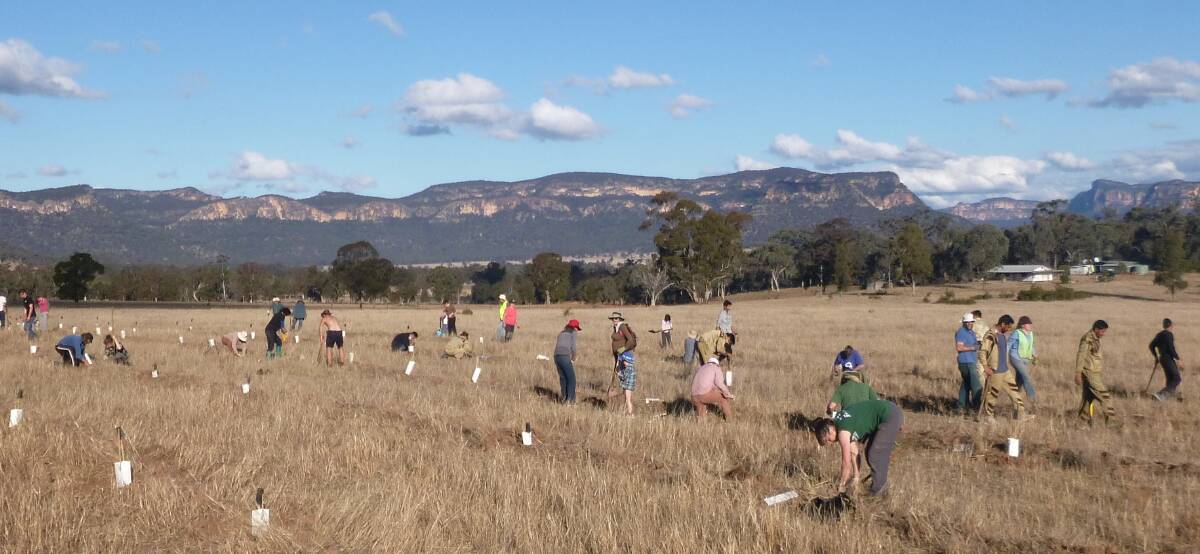 Volunteers have planted more than 125,000 trees and shrubs to recreate habit in the Capertee Valley.