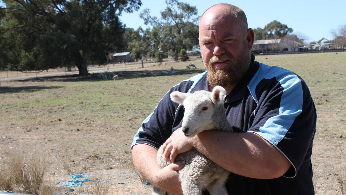 Ben Campbell and one of the two lambs saved following a recent overnight dog attack at Avoca Stud, outside Gulgong, that killed 80 sheep.