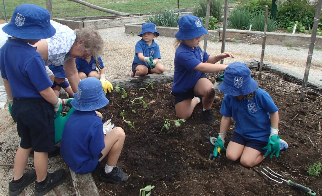 Lue students get into the school veggie garden.