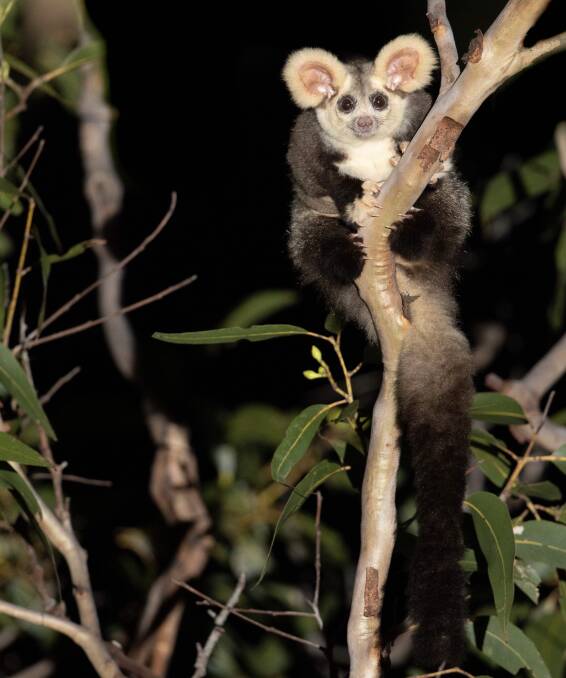 A greater glider, photo by Josh Bowell. 