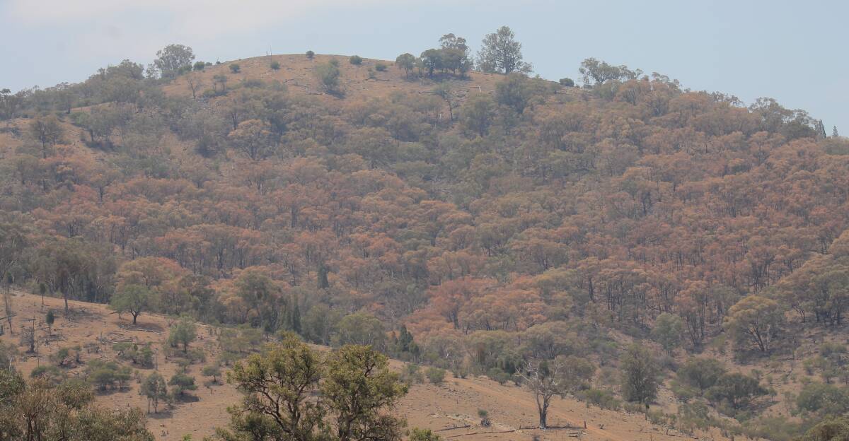 Patches of trees suffering from canopy die back, visible from the Lue Road just outside Mudgee.