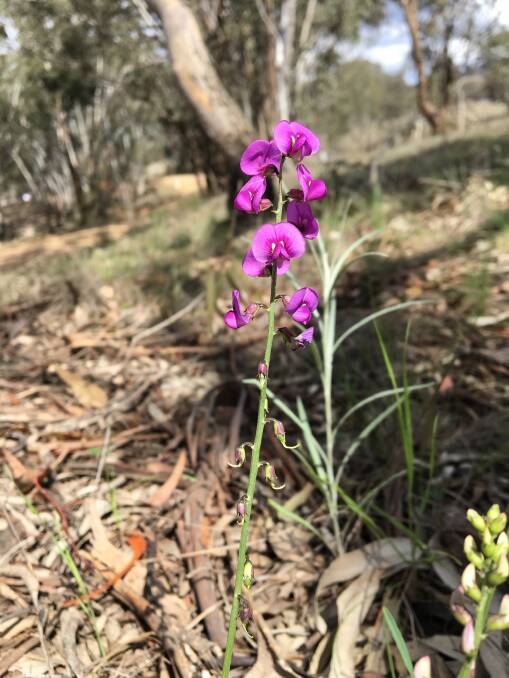 A Small Purple pea (Swainsona recta) found at Campbell Creek south of Mudgee.