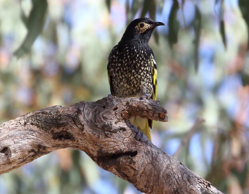 This Regent Honeyeater in the Capertee Valley is one of only 400 estimated to be still living in the wild (image from Matt Baker).