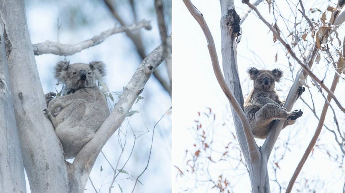 Evidence: Eight healthy koalas were spotted in the Kiwarrak State Forest fireground not long after the Hillville Road bushfires tore through the forest. The photo on the left is of a mother and baby. Photos: Bronwyn Ellis