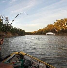 Murray Cod: He loaded up a bullock's head as decent tasty bait and added on a smelly chunk,