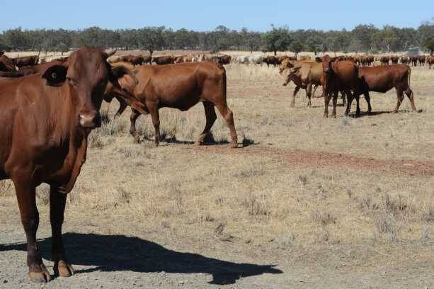 Workshop for your livestock in dry times