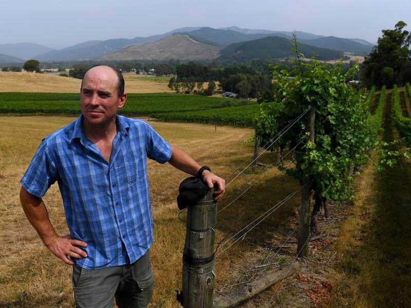 Mark Holm of Ringer Reef Winery in Porepunkah, Victoria, says smoke has damaged his vines.