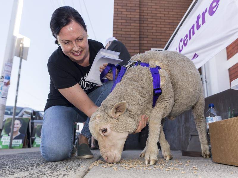 An orphaned lamb has proven popular on the Batman by-election campaign trail.