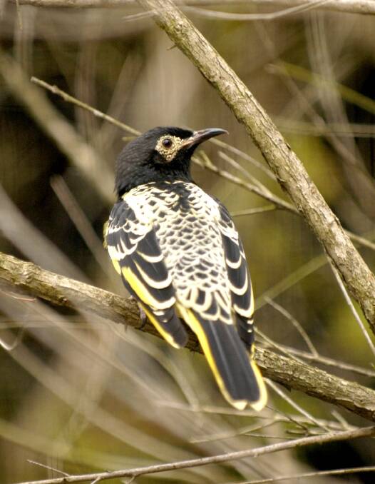 Volunteers needed: The planting is part of on-going efforts to enhance and restore habitat for the Regent Honeyeater and other woodland birds.