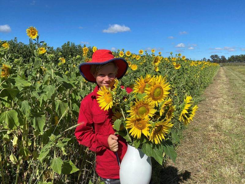The Roth kids have earned extra dollars selling sunflowers at their family property in NSW.