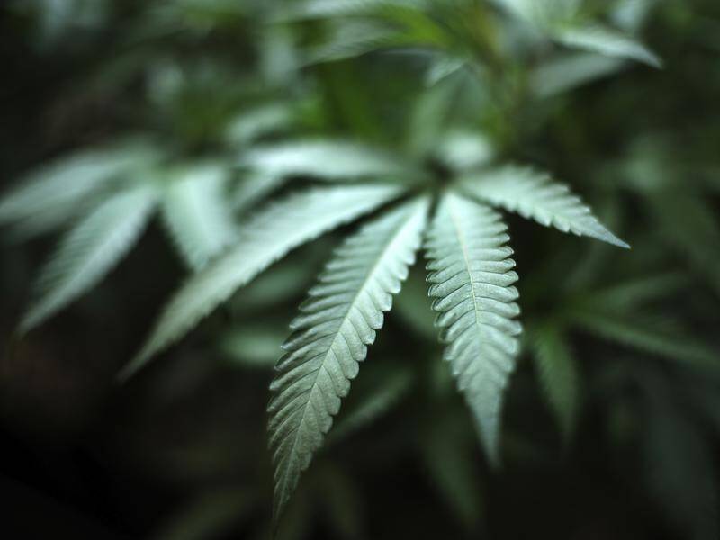 New ACT laws will allow Canberrans over 18 to possess 50 grams of cannabis and grow two plants.