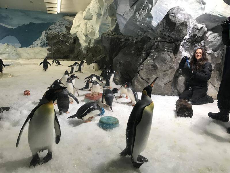 Penguins partied with with icy fish cake and toys on the Gold Coast ahead of World Penguin Day.