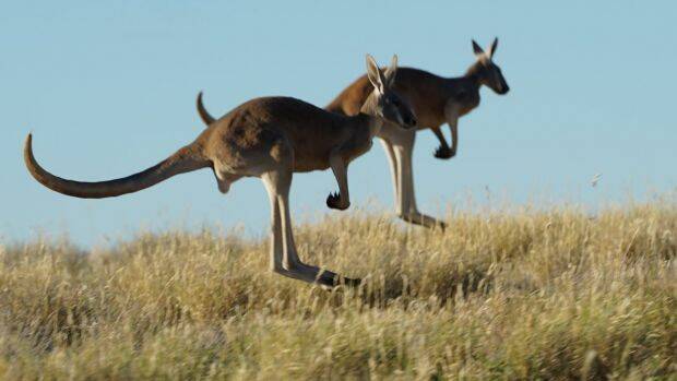 The documentary Kangaroo: A Love-Hate Story has opened to strong reviews in the US. Photo: Supplied
