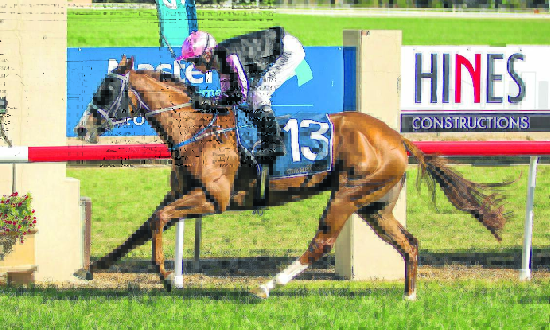 One Last Poet is one of the stand-out names that is heading to the Dubbo race meet on the weekend, and is part of a seven-trainer contingent from Mudgee and Gulgong.