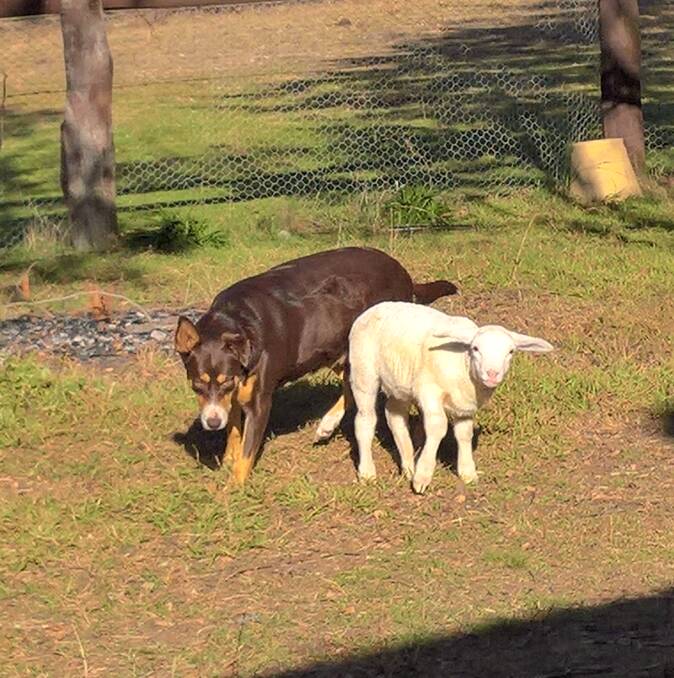 Bella the dog and Cliffy the lamb went on a day long adventure in the outback.