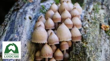 Fungi emerges to recycle fallen wood at Ferntree Gully. Photo: Simone Kurtz