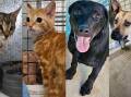 Four animals currently available for adoption as of January 30.