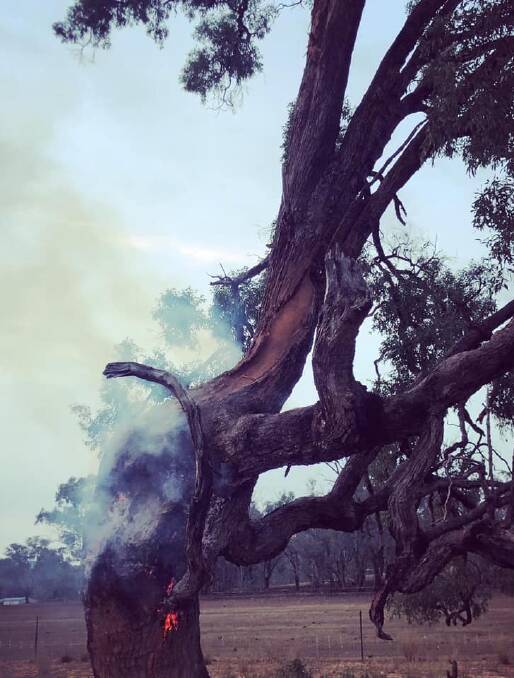 A 15-metre tall tree just after it was struck on the weekend.Sadly, Paige says they lost 12 lambs under it. Photo sent in by reader Paige Loneragan.