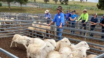 The prime cattle and sheep sale. FILE