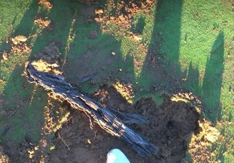 Some of the damage to the fifth green at Mudgee Golf Course. Photo: Supplied