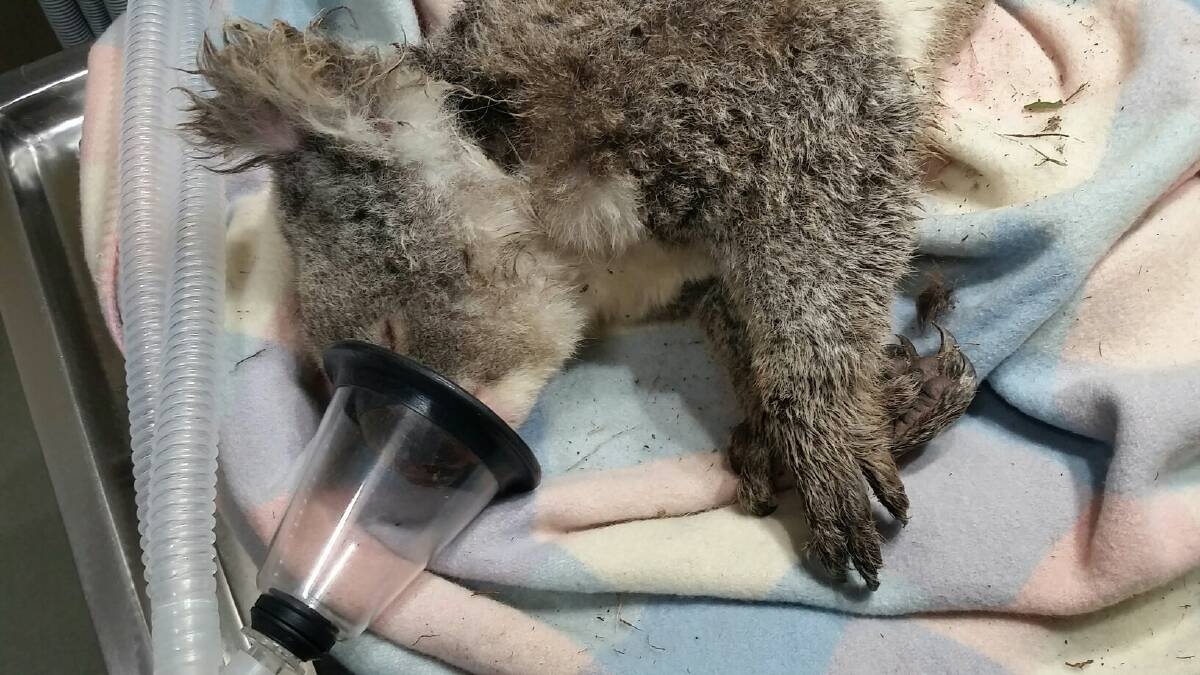 FATALLY ILL: A koala reported out of sorts by councillor Jess Jennings at The Lagoon receives treatment. The koala later died of a mystery illness.
