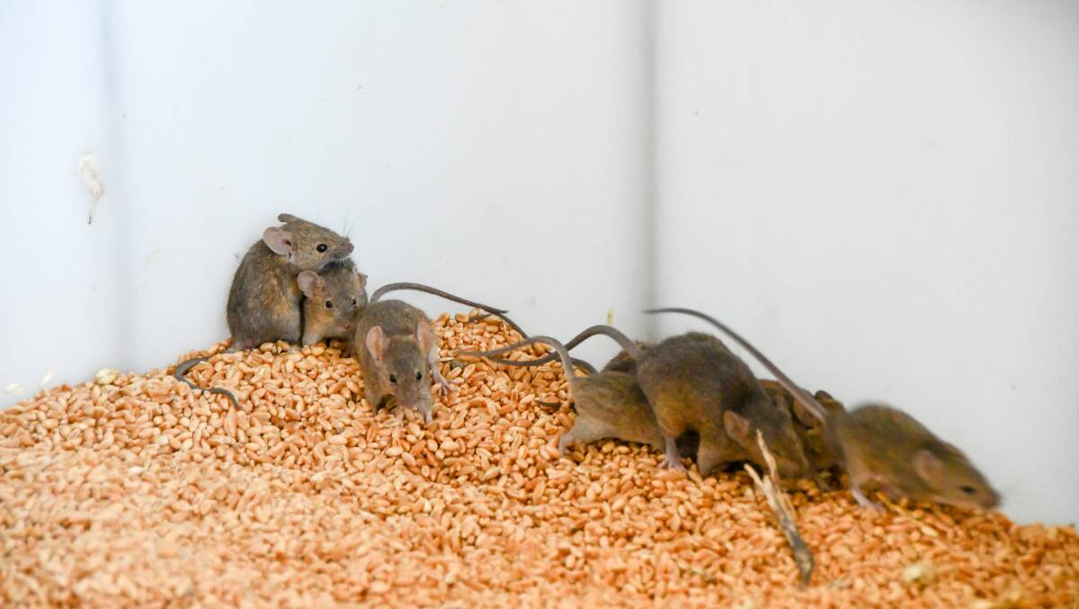 Some producers in areas such as Walgett, Warren and Coonamble in the state's west have been dealing with the mice plague for nearly six months. Photo: Billy Jupp 
