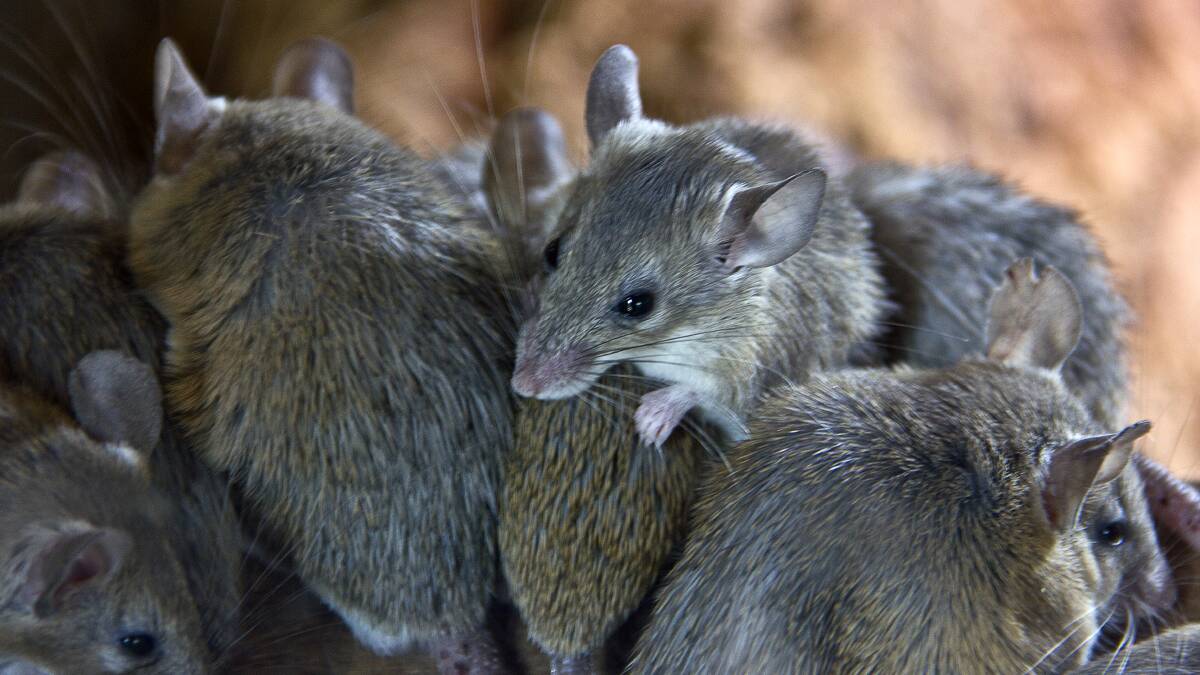 THEY MAY RETURN: The CSIRO are predicitng a high possibility that the mouse outbreak will return in spring. Photo: File
