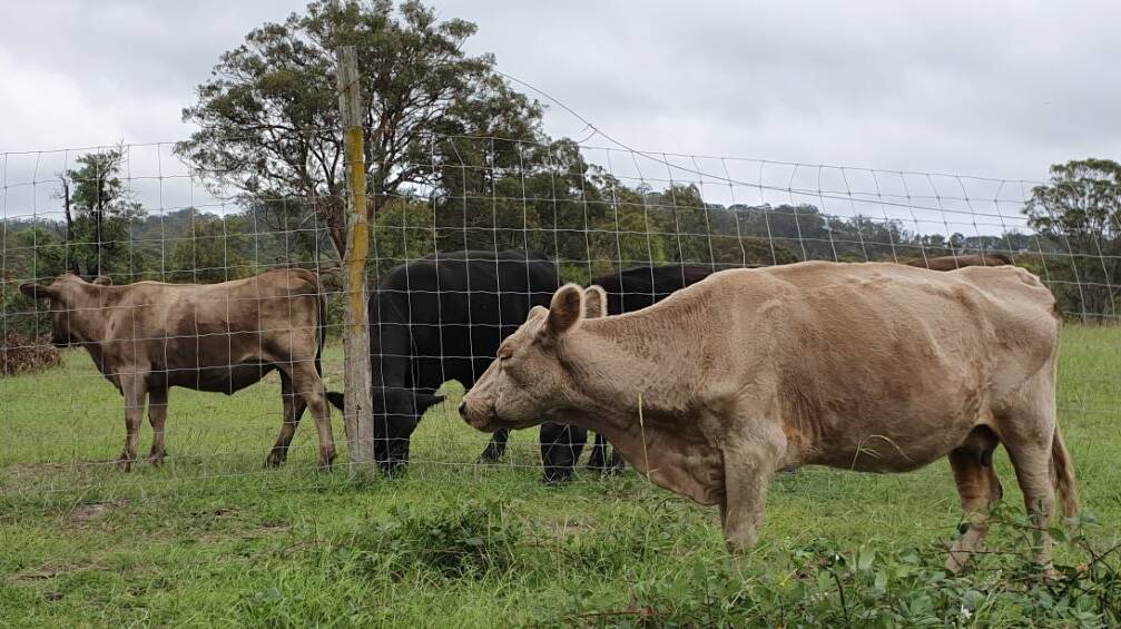 MISSING: Some of the missing cattle that NSW Police rural crime investigators are searching for. Photos: NSW POLICE