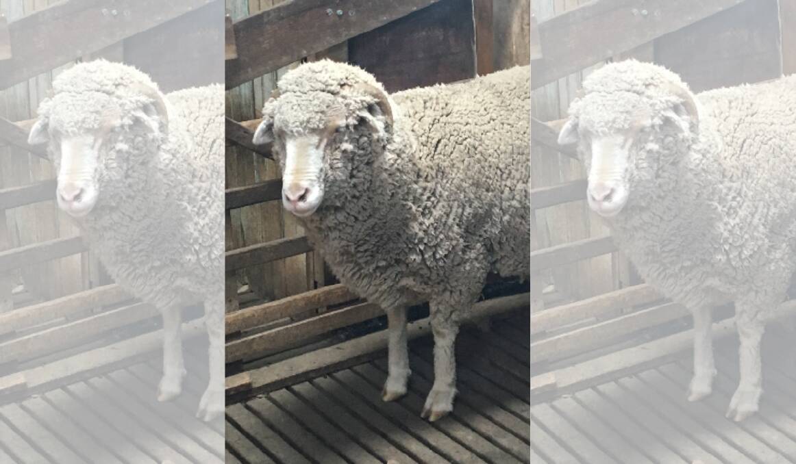 GONE: 100 merino wethers have been stolen from a property at Hargraves. Photo: NSW POLICE