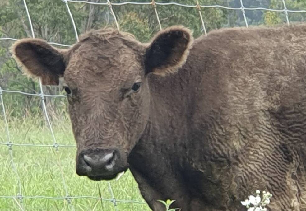 MISSING: One of the missing cattle that NSW Police rural crime investigators are searching for. Photos: NSW POLICE