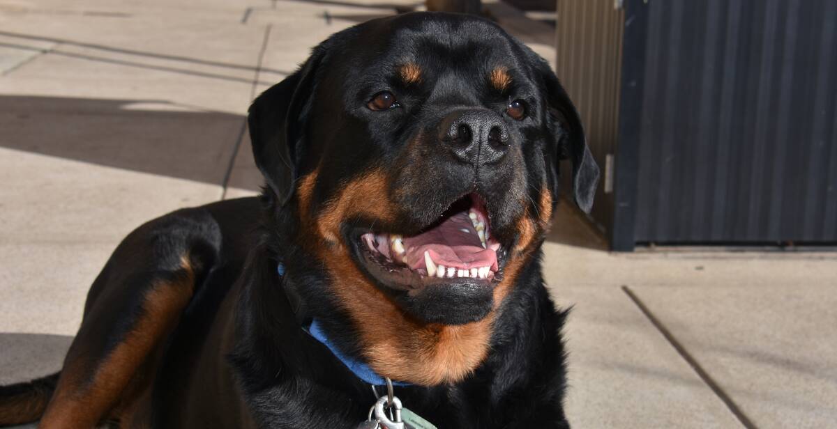 HEAD OF SECURITY: Three-year-old Rottweiler, Angus, is the security kingpin at Mudgee's Cobb & Co Boutique Hotel.