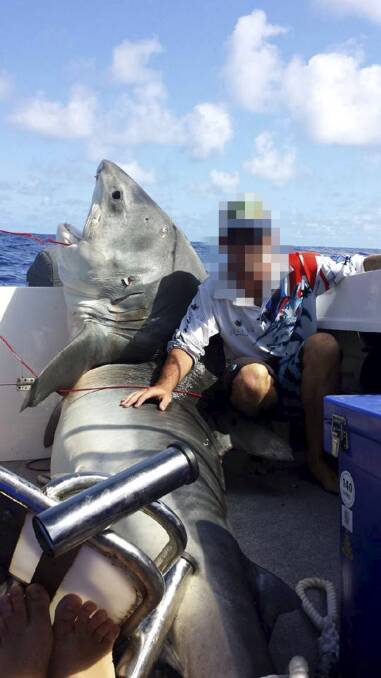  THIS 320-kilogram tiger shark was caught off Swansea on Sunday during the Lake Macquarie Game Fishing Club’s summer pointscore competition. Ben, who caught the shark after a two-hour fight, said he and his fellow fishermen were wondering ‘‘if they going to need a bigger boat’’ to land the monster.