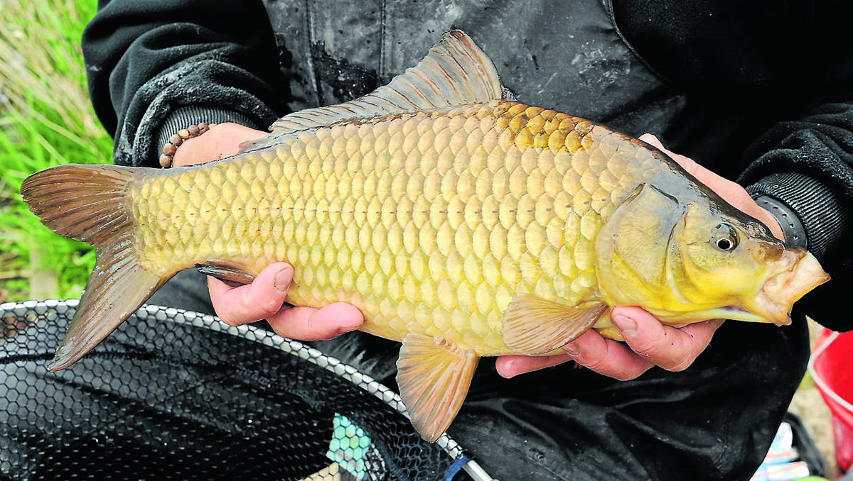 Carp is an introduced pest fish species that cause large amounts of damage in Australian rivers.	150113/carp